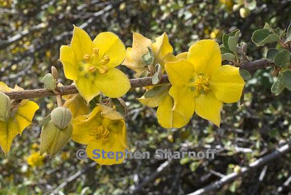 fremontodendron californicum 10 graphic